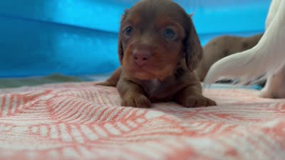 #3, a male Miniature Dachshund for sale in Ocala, FL – 3 of 3
