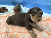 #6 , a female Miniature Dachshund for sale in Ocala, FL – 2 of 4