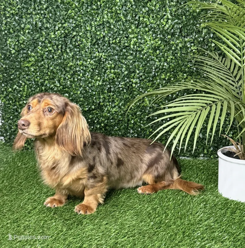 Coming Soon – Miniature Dachshund puppy for sale in Ocala, FL