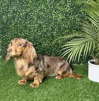 Coming Soon, a  Miniature Dachshund for sale in Ocala, FL – 1 of 2