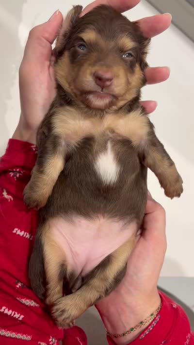 #6 , a female Miniature Dachshund for sale in Ocala, FL – 4 of 4