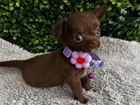 Nala, a female Chihuahua for sale in Naples, FL – 1 of 6