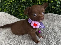 Nala, a female Chihuahua for sale in Naples, FL – 2 of 6