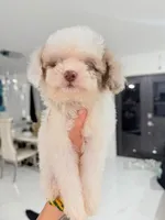 Leo, a male Cockapoo for sale in Naples, FL – 2 of 2