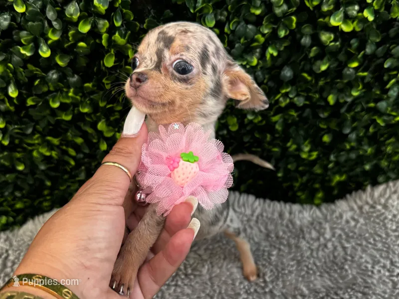 Melissa – Chihuahua puppy for sale in Naples, FL