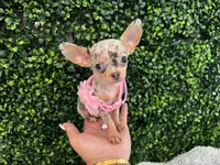 Melissa, a female Chihuahua for sale in Naples, FL – 5 of 6