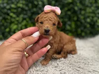 Faby teacup , a female Poodle - Toy  for sale in Naples, FL – 5 of 5