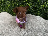 Nala, a female Chihuahua for sale in Naples, FL – 5 of 6