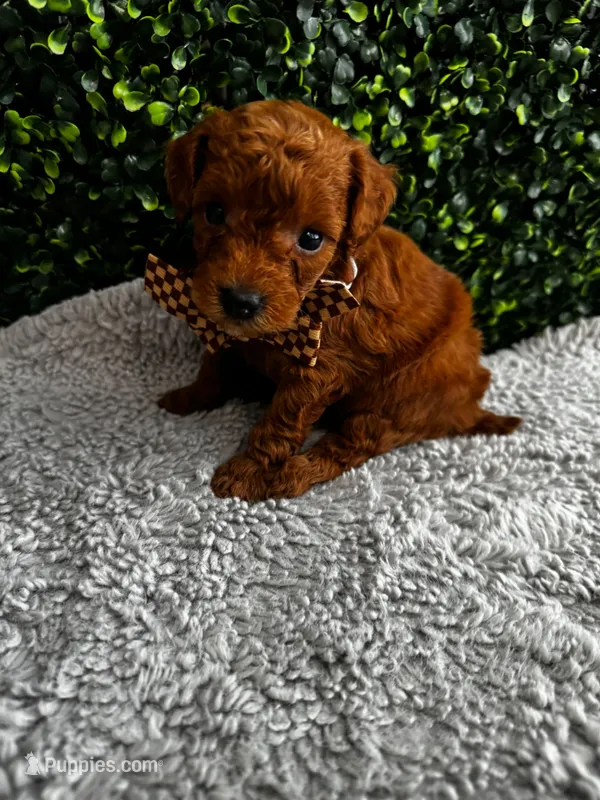 Leo – Poodle - Toy  puppy for sale in Naples, FL