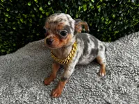 Miguel, a male Chihuahua for sale in Naples, FL – 4 of 4
