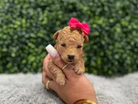 Samy teacup , a female Poodle - Toy  for sale in Naples, FL – 4 of 4
