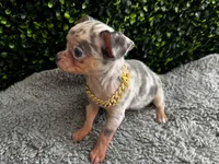 Miguel, a male Chihuahua for sale in Naples, FL – 2 of 4