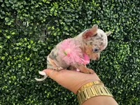 Melissa, a female Chihuahua for sale in Naples, FL – 4 of 6
