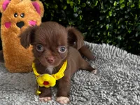 Lola, a female Chihuahua for sale in Naples, FL – 1 of 5