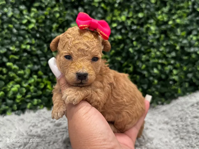 Samy teacup  – Poodle - Toy  puppy for sale in Naples, FL