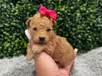 Samy teacup , a female Poodle - Toy  for sale in Naples, FL – 1 of 4