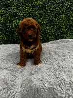 Roman, a male Poodle - Toy  for sale in Naples, FL – 4 of 4