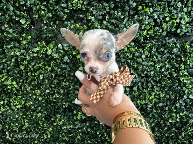 Ray – Chihuahua puppy for sale in Naples, FL