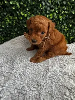 Leo, a male Poodle - Toy  for sale in Naples, FL – 2 of 4
