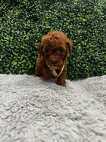 Roman, a male Poodle - Toy  for sale in Naples, FL – 3 of 4