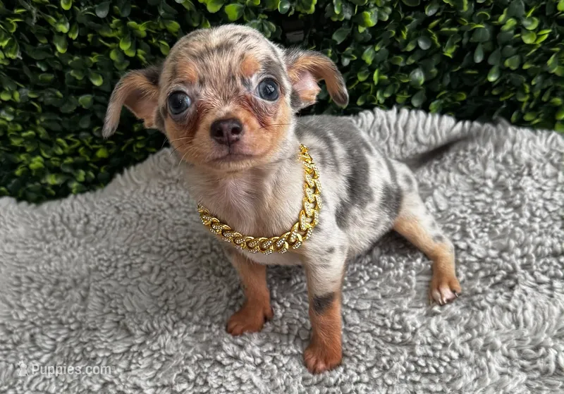 Miguel – Chihuahua puppy for sale in Naples, FL