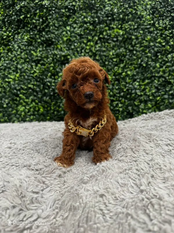 Roman – Poodle - Toy  puppy for sale in Naples, FL