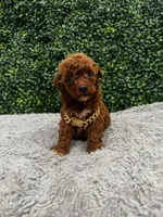 Roman, a male Poodle - Toy  for sale in Naples, FL – 1 of 4