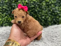Samy teacup , a female Poodle - Toy  for sale in Naples, FL – 2 of 4