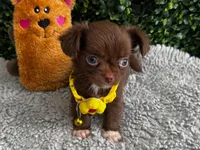 Lola, a female Chihuahua for sale in Naples, FL – 3 of 5