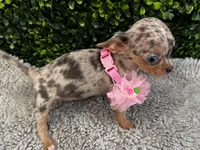 Melissa, a female Chihuahua for sale in Naples, FL – 2 of 6