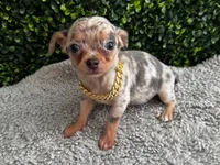 Miguel, a male Chihuahua for sale in Naples, FL – 3 of 4