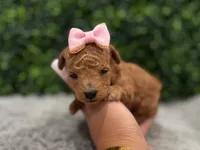 Faby teacup , a female Poodle - Toy  for sale in Naples, FL – 1 of 5
