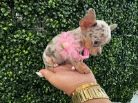 Melissa, a female Chihuahua for sale in Naples, FL – 3 of 6