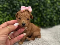 Faby teacup , a female Poodle - Toy  for sale in Naples, FL – 2 of 5