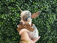 Ray, a male Chihuahua for sale in Naples, FL – 2 of 3