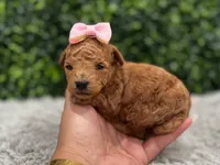 Faby teacup , a female Poodle - Toy  for sale in Naples, FL – 4 of 5
