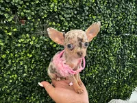 Melissa, a female Chihuahua for sale in Naples, FL – 6 of 6