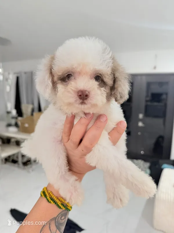 Leo – Cockapoo puppy for sale in Naples, FL