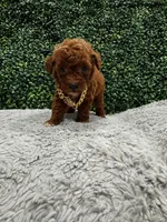 Roman, a male Poodle - Toy  for sale in Naples, FL – 2 of 4