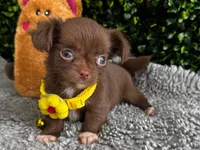 Lola, a female Chihuahua for sale in Naples, FL – 4 of 5