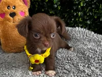 Lola, a female Chihuahua for sale in Naples, FL – 2 of 5