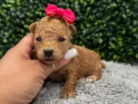 Samy teacup , a female Poodle - Toy  for sale in Naples, FL – 3 of 4
