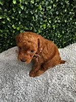 Leo, a male Poodle - Toy  for sale in Naples, FL – 3 of 4