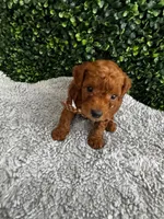 Leo, a male Poodle - Toy  for sale in Naples, FL – 4 of 4