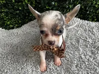 Ray, a male Chihuahua for sale in Naples, FL – 3 of 3