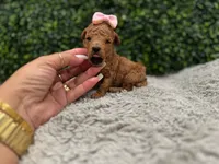 Faby teacup , a female Poodle - Toy  for sale in Naples, FL – 3 of 5