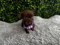 Nala, a female Chihuahua for sale in Naples, FL – 4 of 6