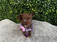 Nala, a female Chihuahua for sale in Naples, FL – 3 of 6