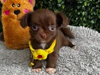 Lola, a female Chihuahua for sale in Naples, FL – 5 of 5