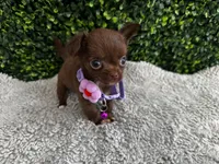 Nala, a female Chihuahua for sale in Naples, FL – 6 of 6
